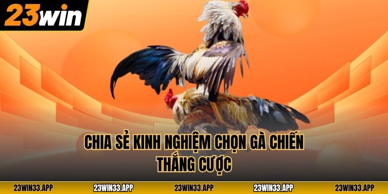 Chia sẻ kinh nghiệm chọn gà chiến thắng cược