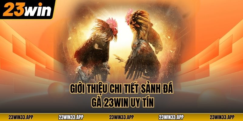 Giới thiệu chi tiết sảnh đá gà 23WIN uy tín