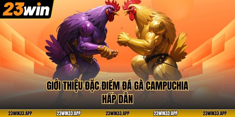 Giới thiệu đặc điểm đá gà Campuchia hấp dẫn