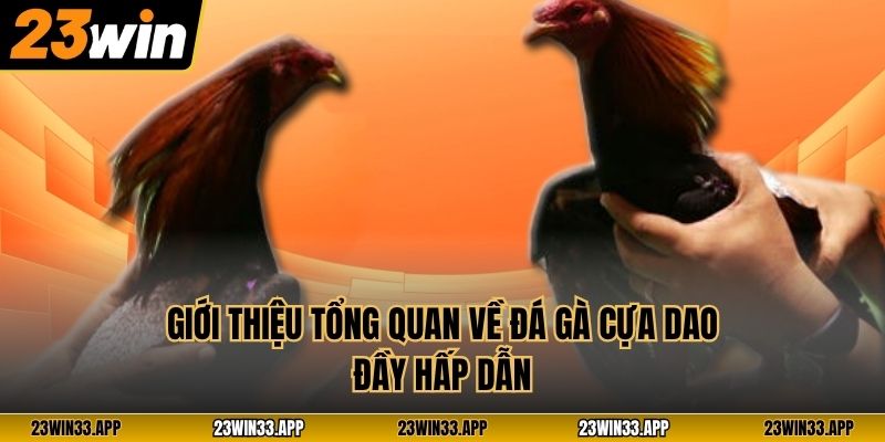 Giới thiệu tổng quan về đá gà cựa dao đầy hấp dẫn