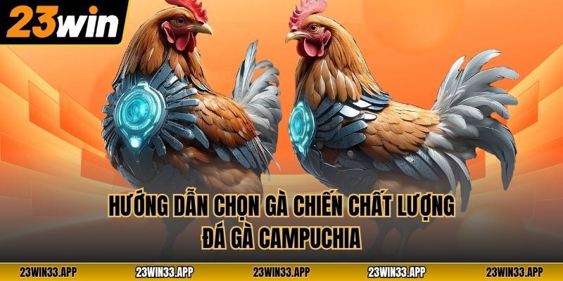 Hướng dẫn chọn gà chiến chất lượng đá gà Campuchia