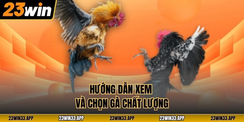 Hướng dẫn xem và chọn gà chất lượng